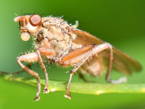 Scathophaga furcata